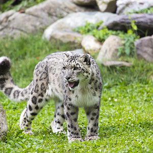 Snow Leopard