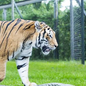 Amur Tiger