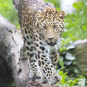 Amur Leopard