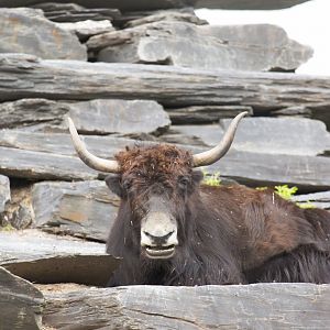 Yak