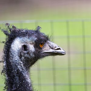 Emu