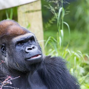 Gorilla