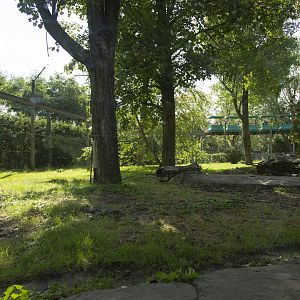 Amur Tiger - First Exhibit