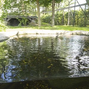 Amur Tiger - First Exhibit