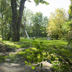Amur Tiger - First Exhibit