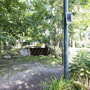 Amur Tiger - Second Exhibit