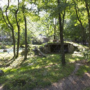 Amur Tiger - Second Exhibit