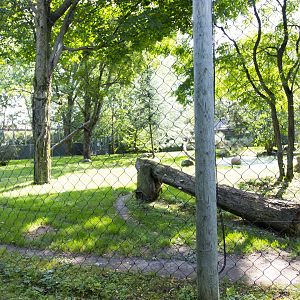 Amur Tiger - Second Exhibt