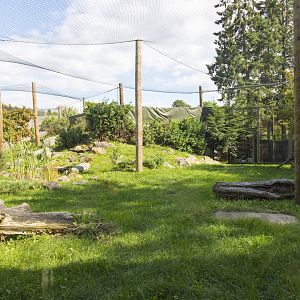 Amur Leopard - First Exhibit