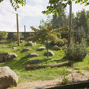 Amur Leopard - Second Exhibit