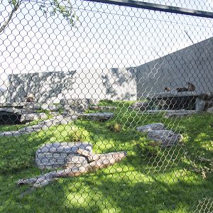 Japanese Macaque Exhibit