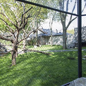 Japanese Macaque Exhibit