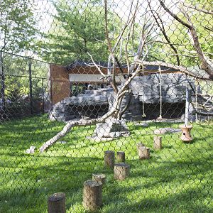 Japanese Macaque Exhibit