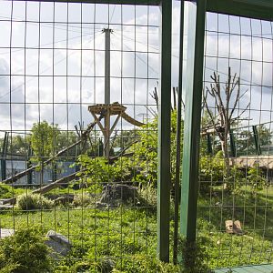 Jaguar - Second Outdoor Yard