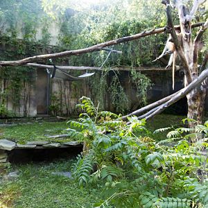Patas Monkey Exhibit