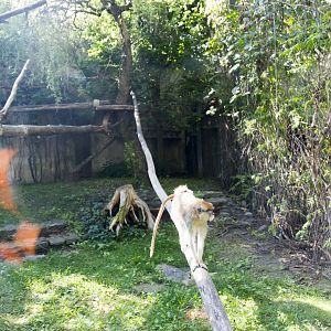 Patas Monkey Exhibit