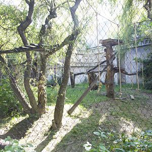 Spider Monkey Exhibit