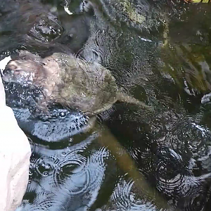 Feeding time in the Terrari