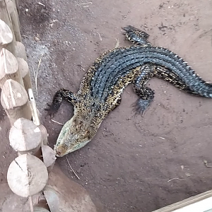 Feeding time in the Terrari