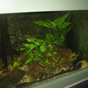 Rostock Zoo - Aquarium - Mixed Asian tank