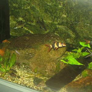 Rostock Zoo - Aquarium - Mixed Asian tank