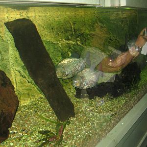 Rostock Zoo - Aquarium - Piranha tank