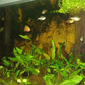 Rostock Zoo - Aquarium - Tetra/cichlid tank