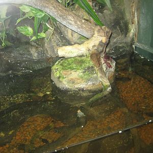 Rostock Zoo - Aquarium - Anole exhibit