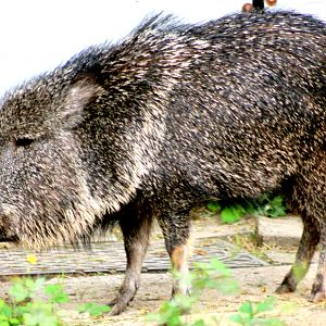 Chacoan peccary; Wroclaw; 9th September 2017