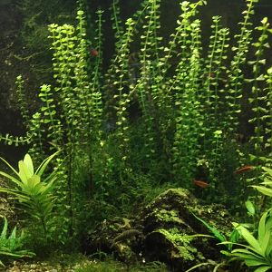 Rostock Zoo - Aquarium - Barb tank