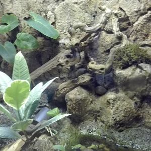 Rostock Zoo - Aquarium - Poison frog exhibit