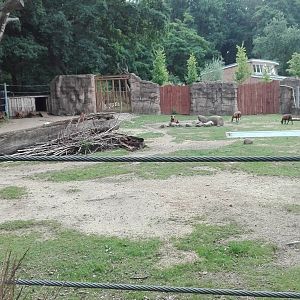 Rostock Zoo - Sheep exhibit