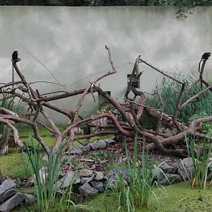 Rostock Zoo - Black-mantled tamarin exhibit