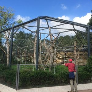 Sumatran orangutan enclosure