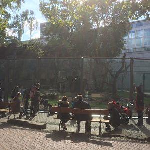 Lion tailed macaque enclosure