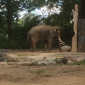 Asian elephant