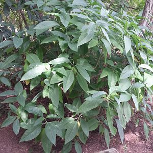 Diomedes's Botanical Garden