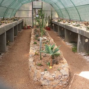 Diomedes's Botanical Garden