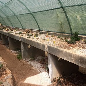 Diomedes's Botanical Garden