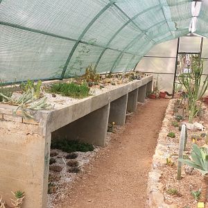 Diomedes's Botanical Garden