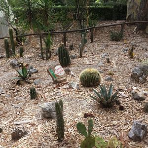 Diomedes's Botanical Garden