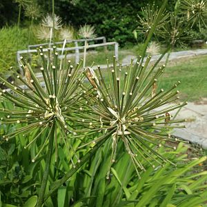 Diomedes's Botanical Garden