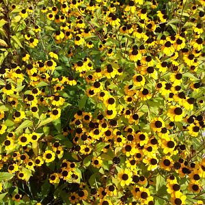 Diomedes's Botanical Garden