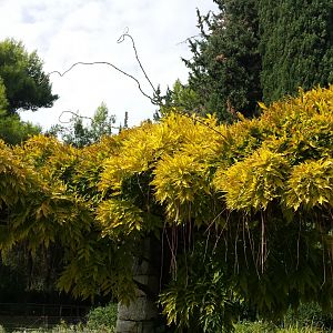 Diomedes's Botanical Garden