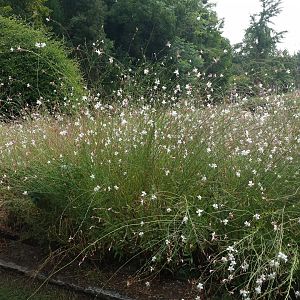 Diomedes's Botanical Garden