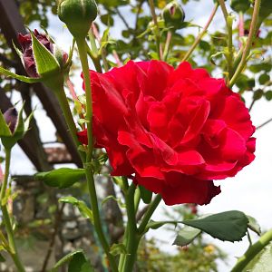 Diomedes's Botanical Garden