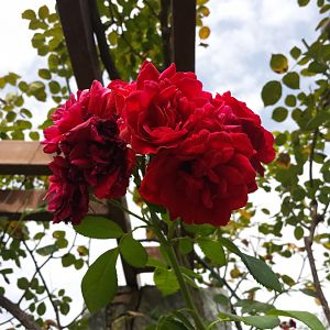 Diomedes's Botanical Garden