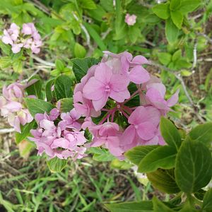 Diomedes's Botanical Garden