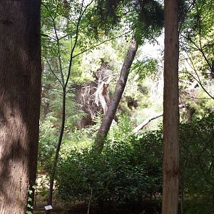 Diomedes's Botanical Garden