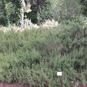 Diomedes's Botanical Garden